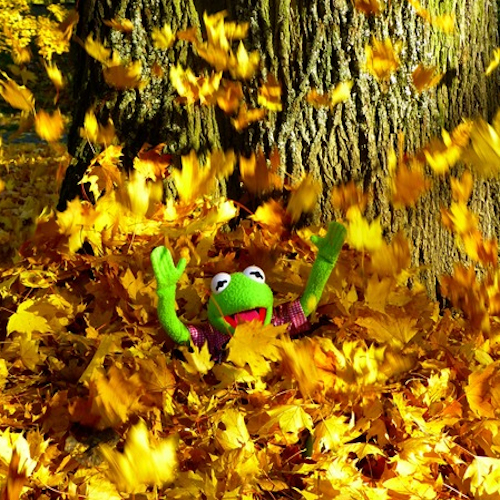 tree-nature-forest-…