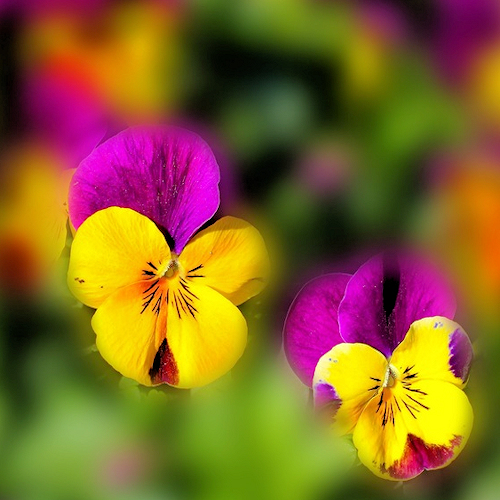 nature-blossom-plan…